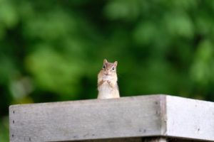 prevent rodents from causing damage to your car