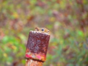 prevent rodents from causing damage to your car